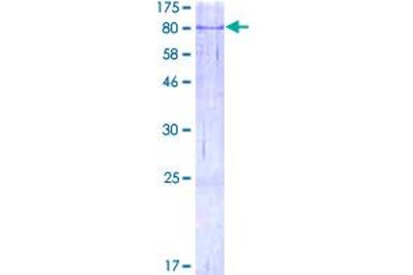 AIF Protein (AA 1-613) (GST tag)