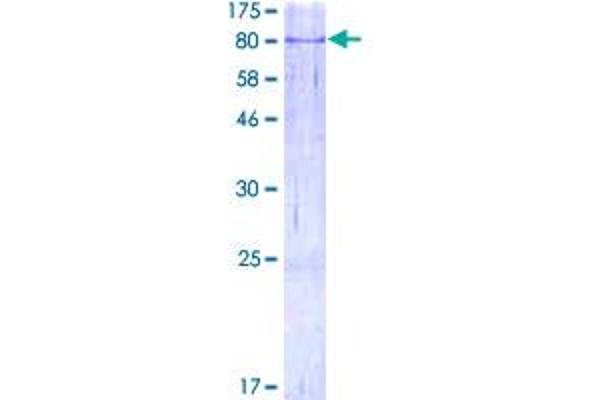 AIF Protein (AA 1-613) (GST tag)