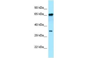 WB Suggested Anti-FPGT Antibody Titration: 1. (FPGT antibody  (C-Term))