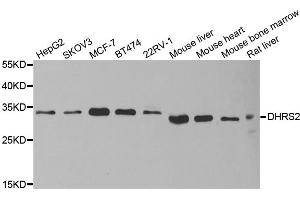 Western blot analysis of extracts of various cell lines, using DHRS2 antibody (ABIN5973846) at 1/1000 dilution. (DHRS2 antibody)