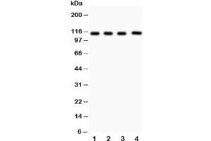 Western blot testing of Neuropilin 1 antibody and Lane 1:  (h) U87;  2: (h) A549;  3: human placenta;  4: rat heart lysate. (Neuropilin 1 antibody  (AA 504-827))