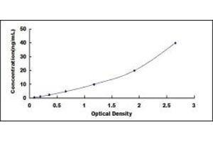 VEGFR2/CD309 ELISA Kit