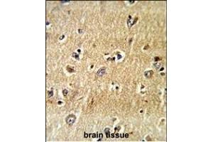 Formalin-fixed and paraffin-embedded human brain tissue reacted with SCFD1 Antibody (C-term), which was peroxidase-conjugated to the secondary antibody, followed by DAB staining. (SCFD1 antibody  (C-Term))