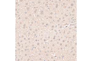 Immunohistochemistry of paraffin-embedded mouse liver using HMGN1 antibody (ABIN6291502) at dilution of 1:100 (40x lens). (HMGN1 antibody)