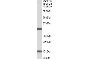 ABIN768568 (0. (SIRT3 antibody  (Internal Region))