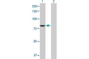 Western Blot analysis of EPAS1 expression in transfected 293T cell line by EPAS1 MaxPab polyclonal antibody. (EPAS1 antibody  (AA 1-870))