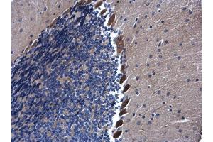 IHC-P Image AHA-1 antibody [N1C1] detects AHA-1 protein at cytoplasm in mouse brain by immunohistochemical analysis. (AHSA1 antibody  (Center))