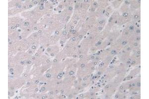 Detection of MAPK12 in Human Liver Tissue using Polyclonal Antibody to Mitogen Activated Protein Kinase 12 (MAPK12) (MAPK12 antibody  (AA 27-311))