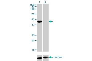 Western Blotting (WB) image for anti-Transforming Growth Factor beta 1 Induced Transcript 1 (TGFB1I1) (AA 1-444) antibody (ABIN563174)