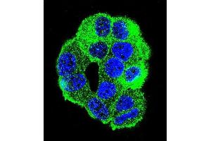 Confocal immunofluorescent analysis of WDR27 Antibody (N-term) (ABIN655738 and ABIN2845185) with MCF-7 cell followed by Alexa Fluor 488-conjugated goat anti-rabbit lgG (green). (WDR27 antibody  (N-Term))