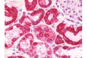 Anti-COX6A1 antibody IHC staining of human kidney. (COX6A1 antibody  (Biotin))