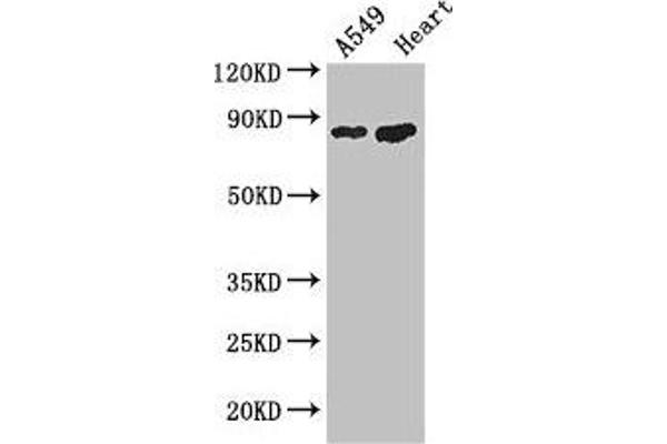 PFKM 抗体  (AA 166-334)