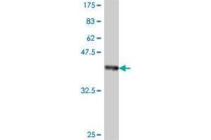 Western Blot detection against Immunogen (37. (APCS antibody  (AA 117-223))