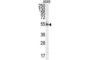 WDR32 Antibody (N-term) western blot analysis in A549 cell line lysates (35 µg/lane).