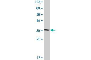 Western Blot detection against Immunogen (33. (EFHD1 antibody  (AA 168-238))