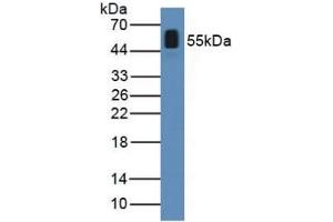 Figure. (ANGPTL2 antibody  (AA 267-493))