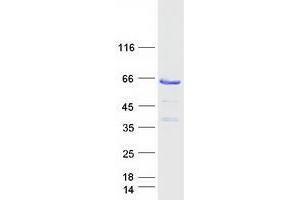 Western Blotting (WB) image for Target of Myb1 (Chicken)-Like 1 (TOM1L1) protein (Myc-DYKDDDDK Tag) (ABIN2733981)