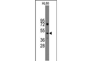 Western blot analysis of anti-Ihh Pab in HL60 cell line lysates (35ug/lane) (Indian Hedgehog antibody  (C-Term))