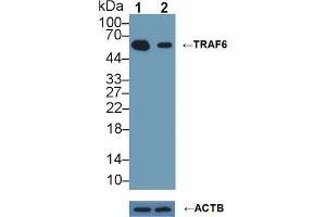 anti-TNF Receptor-Associated Factor 6 (TRAF6) (AA 153-423) antibody