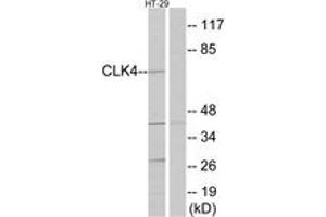 Western blot analysis of extracts from HT-29 cells, using CLK4 Antibody. (CLK4 antibody  (AA 101-150))