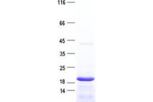 Validation with Western Blot (CORT Protein (His tag))
