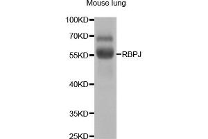 Western blot analysis of extracts of mouse lung, using RBPJ antibody (ABIN5973315) at 1/1000 dilution. (RBPJ antibody)