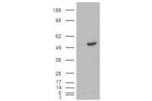 Image no. 1 for anti-B-Cell Linker (BLNK) (C-Term) antibody (ABIN374092) (B-Cell Linker antibody  (C-Term))