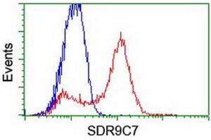 Image no. 2 for anti-Short Chain Dehydrogenase/reductase Family 9C, Member 7 (SDR9C7) (AA 1-313) antibody (ABIN1490739) (SDR9C7 antibody  (AA 1-313))