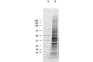 Western Blotting (WB) image for A549 Whole Cell Lysate (ABIN964030) (A549 Whole Cell Lysate)