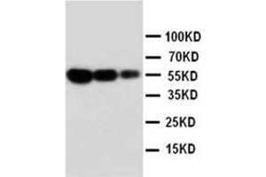 Lane 1: Recombinant Mouse FAS Protein 10ng.