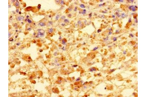 CCDC91 antibody  (AA 1-180)