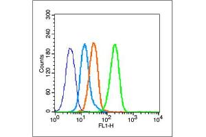 MCF-7 cells probed with Estrogen Receptor alpha (S167) Antibody, unconjugated  at 1:100 dilution for 30 minutes compared to control cells (blue) and isotype control (orange) (Estrogen Receptor alpha antibody  (pSer167))