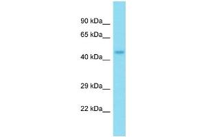 Western Blotting (WB) image for anti-Nucleoporin 50kDa (NUP50) (N-Term) antibody (ABIN2784861) (NUP50 antibody  (N-Term))