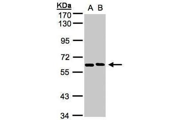 NT5C2 antibody