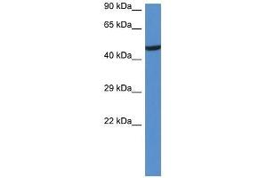 Western Blot showing Lyn antibody used at a concentration of 1. (LYN antibody  (N-Term))