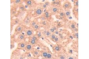 IHC-P analysis of Mouse Tissue, with DAB staining. (Prothrombin antibody  (AA 44-200))