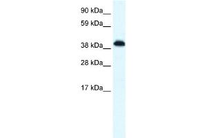 WB Suggested Anti-ZNF568 Antibody Titration:  0.