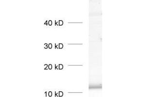 dilution: 1 : 1000, sample: pancreas homogenate (BET1L antibody  (AA 3-86))