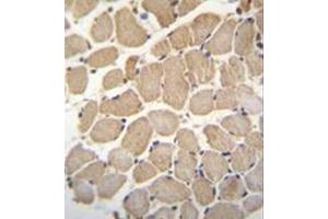 Immunohistochemistry analysis in formalin fixed and paraffin embedded human skeletal muscle reacted with GAS2L2 Antibody (C-term) followed by peroxidase conjugation of the secondary antibody and DAB staining. (GAS2L2 antibody  (C-Term))