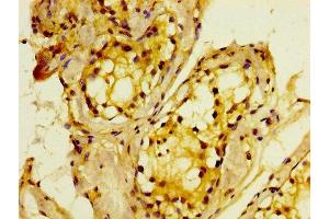 IHC image of ABIN7160643 diluted at 1:400 and staining in paraffin-embedded human testis tissue performed on a Leica BondTM system. (MTMR2 antibody  (AA 1-173))
