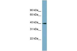 WB Suggested Anti-SLC25A22 Antibody Titration:  0.