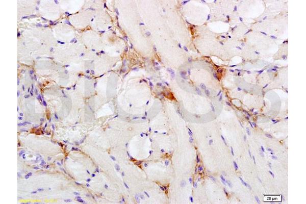 ISR-alpha antibody  (AA 701-760)