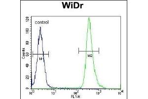 ZC4H2 Antibody (C-term) (ABIN654717 and ABIN2844406) flow cytometric analysis of WiDr cells (right histogram) compared to a negative control cell (left histogram). (ZC4H2 antibody  (C-Term))