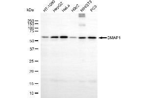 Western blotting analysis using DMAP1 antibody (ABIN7798365). (Recombinant DMAP1 antibody)
