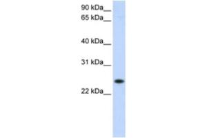 Western Blotting (WB) image for anti-Progesterone Receptor Membrane Component 1 (PGRMC1) antibody (ABIN2463007) (PGRMC1 antibody)