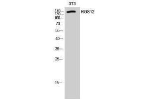 Western Blotting (WB) image for anti-Regulator of G-Protein Signalling 12 (RGS12) (N-Term) antibody (ABIN3186749) (RGS12 antibody  (N-Term))