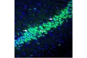 Expression of KChIP2 in mouse hippocampus - Immunohistochemical staining of perfusion-fixed frozen mouse brain sections using Anti-KChIP2 Antibody (ABIN7043296, ABIN7045040 and ABIN7045041), (1:400), followed by goat-anti-rabbit-Alexa-488 (green). (KCNIP2 antibody  (Cytosolic))