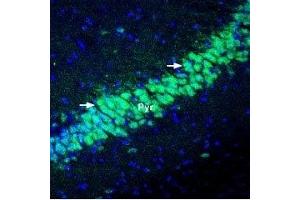 Expression of KChIP2 in mouse hippocampus - Immunohistochemical staining of perfusion-fixed frozen mouse brain sections using Anti-KChIP2 Antibody (ABIN7043296, ABIN7045040 and ABIN7045041), (1:400), followed by goat-anti-rabbit-Alexa-488 (green). (KCNIP2 antibody  (Cytosolic, N-Term))