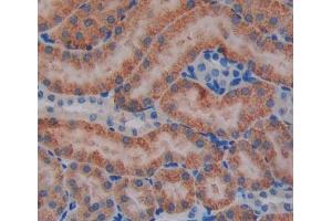 Used in DAB staining on fromalin fixed paraffin- embedded kidney tissue (IVD antibody  (AA 1-235))