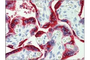 Human Placenta: Formalin-Fixed, Paraffin-Embedded (FFPE) (Growth Hormone 1 antibody  (Ser235))